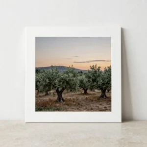 Olive Grove at Dusk